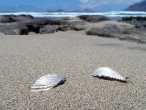 Katia Kolinger Jewelry – Náušnice - mušle z Uvita, Kostarika / The Earrings - a shell from Uvita, Costa Rica – 1