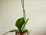 Betome – Betonový obal na orchideje – 1