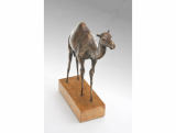 Barbora Fausová – Velbloud - bronzová socha - limitovaná edice, originál, umění, zvíře, dekorace, socha kov, socha zvířete – 4