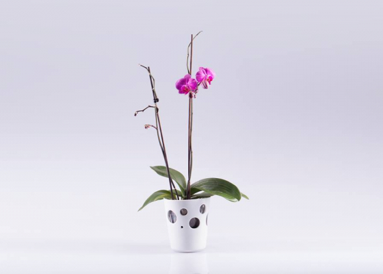 květináč na orchidej